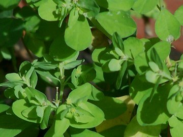 Euphorbia peplus / Euforbia minore